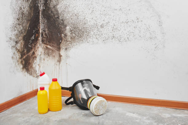 Best Black Mold Removal  in Eddystone, PA