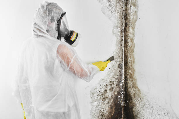 Best Commercial Mold Removal  in Eddystone, PA