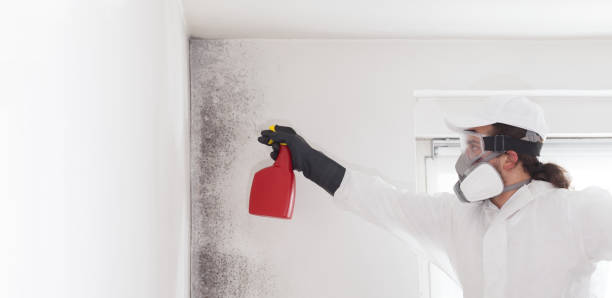 Eddystone, PA Mold Removal Company