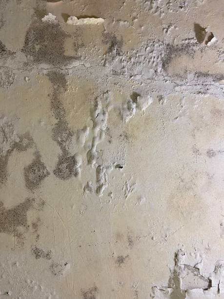Best Crawl Space Mold Removal  in Eddystone, PA