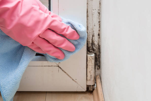 Best Residential Mold Removal  in Eddystone, PA