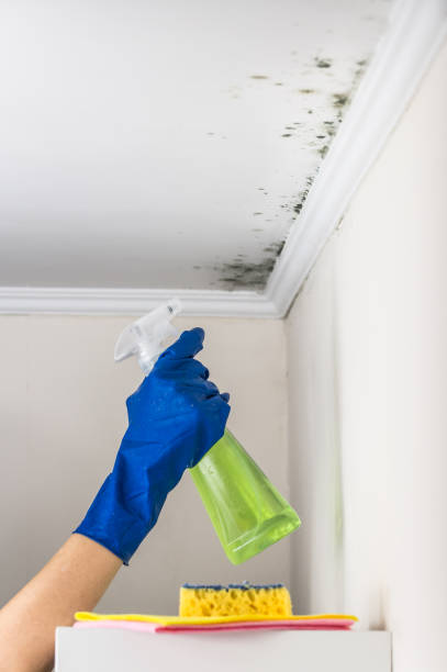 Best Certified Mold Removal  in Eddystone, PA