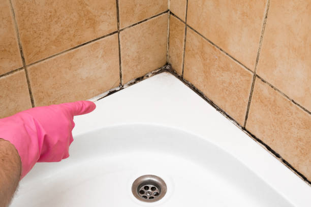 Best Mold Remediation  in Eddystone, PA